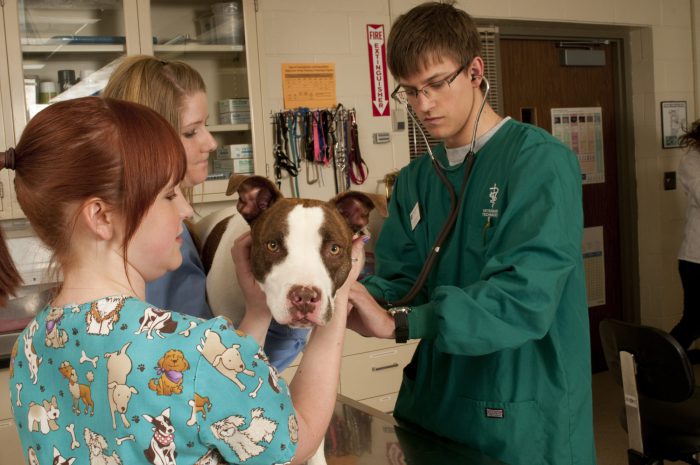 Veterinary Technology students with a dog