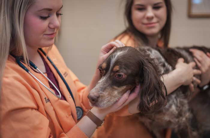 vet tech, 2 young women in lab coats examining a dog