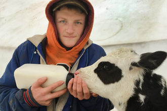 Student feed calf