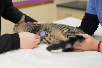 Veterinary Technology Program